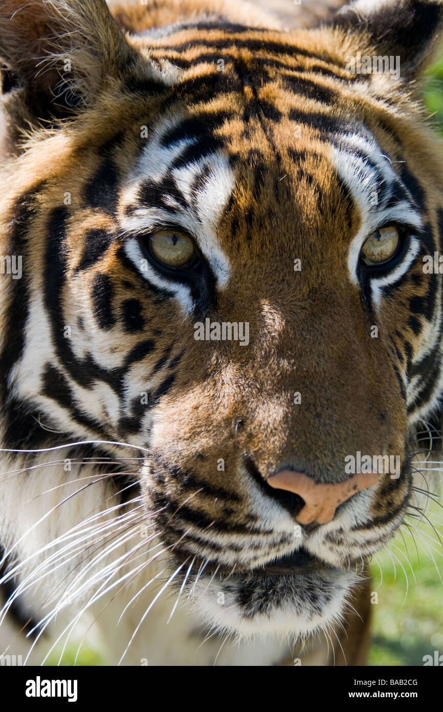 Tiger-Gesicht Stockfoto