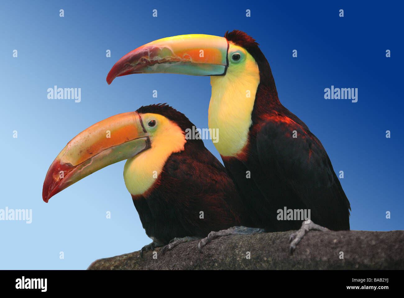 Kiel-billed Tukan, Ramphastos Sulfuratus, Ramphastidae Stockfoto