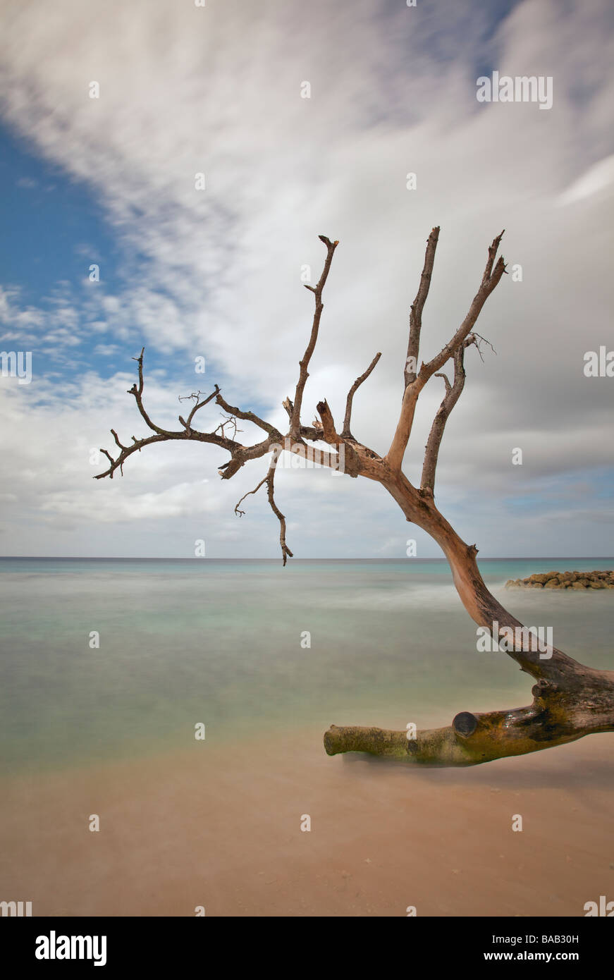 Baumstämme oder Treibholz in der Nähe von Speightstown oder "Kleine Bristol" Pier Nahaufnahme, zweitgrößte Stadt in Barbados, "St. Peter" Stockfoto