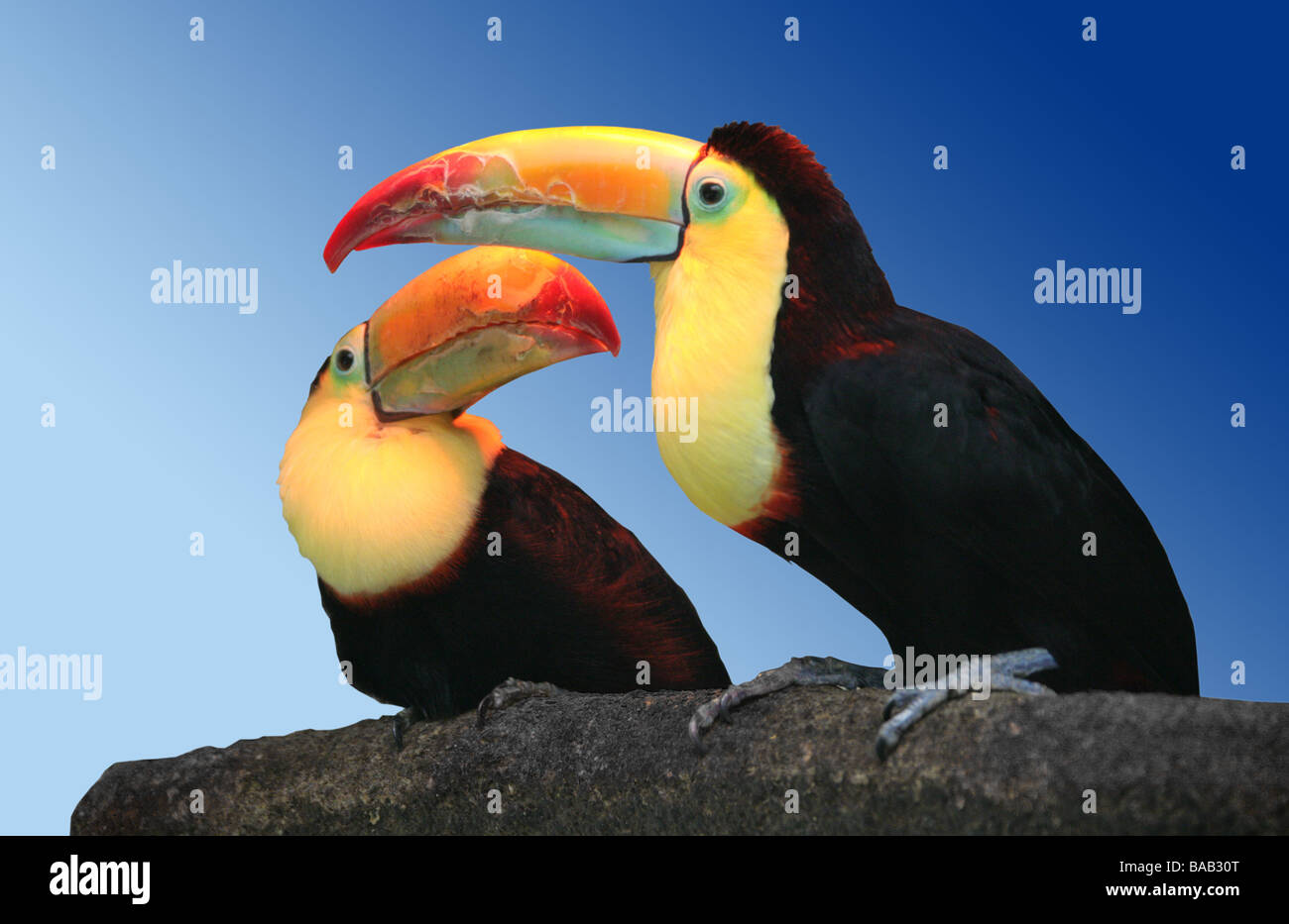 Kiel-billed Tukan, Ramphastos Sulfuratus, Ramphastidae Stockfoto
