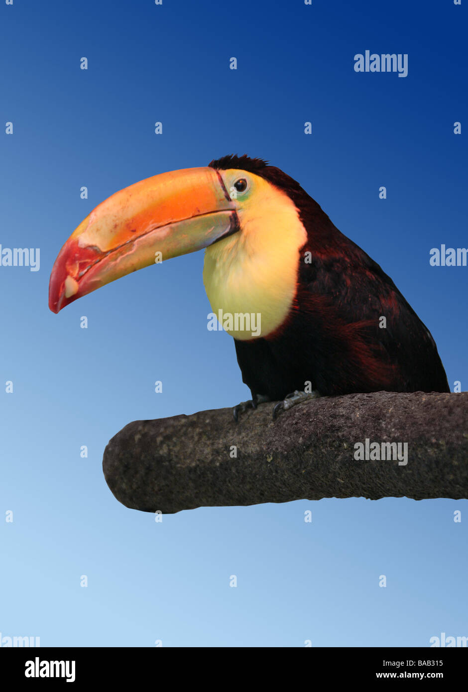 Kiel-billed Tukan, Ramphastos Sulfuratus, Ramphastidae Stockfoto