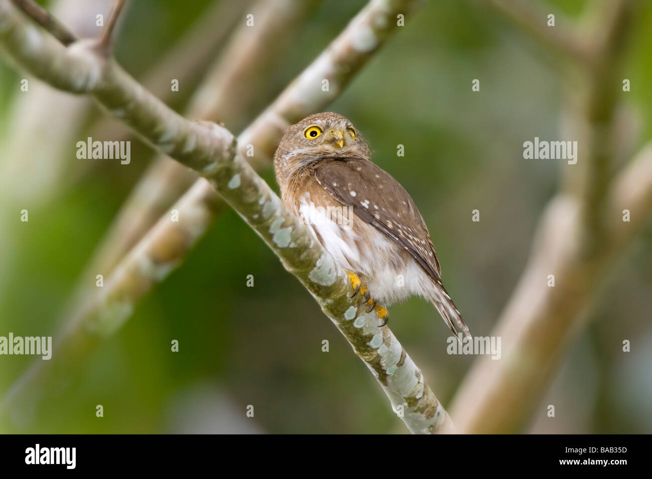 Colima Pygmäen-Eule Stockfoto