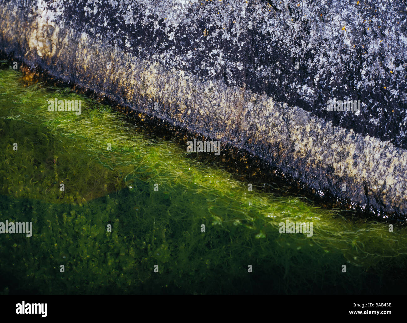 Algen von einer Klippe Schweden. Stockfoto