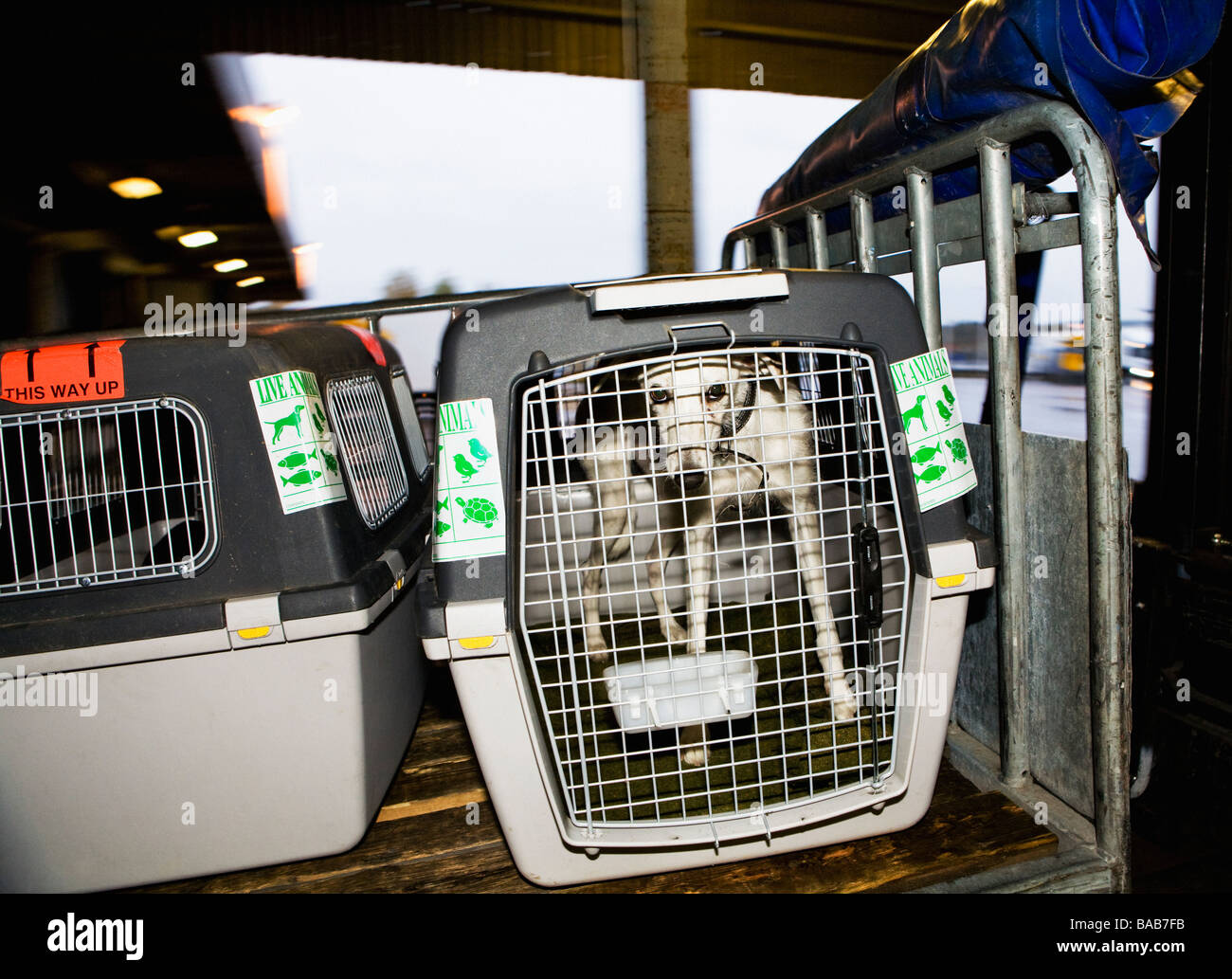 Ein Hund In einem fahrenden Käfig. Stockfoto