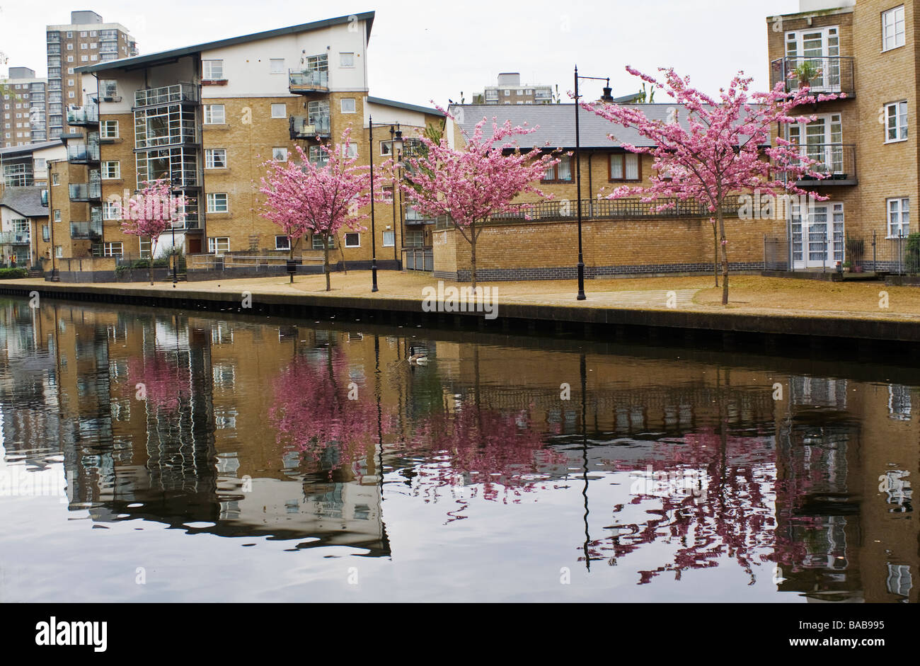 Wohnsiedlung im Frühjahr blühen von Hertford Union Canal, London, UK, England. Stockfoto
