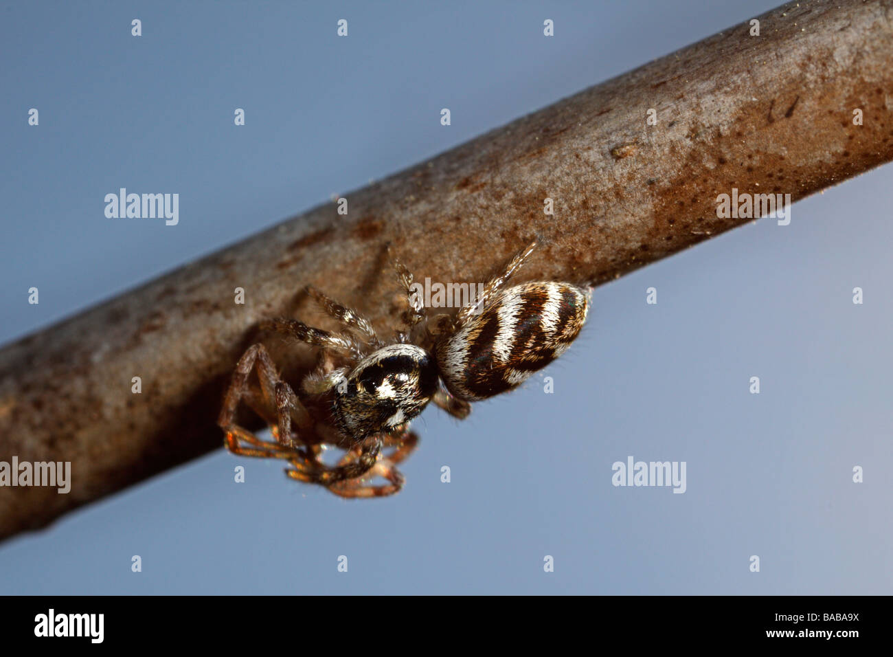 Ein Zebra springen Spinne (Salticus Scenicus) mit seiner Beute. Dies erfolgte gegen den blauen Himmel. Stockfoto