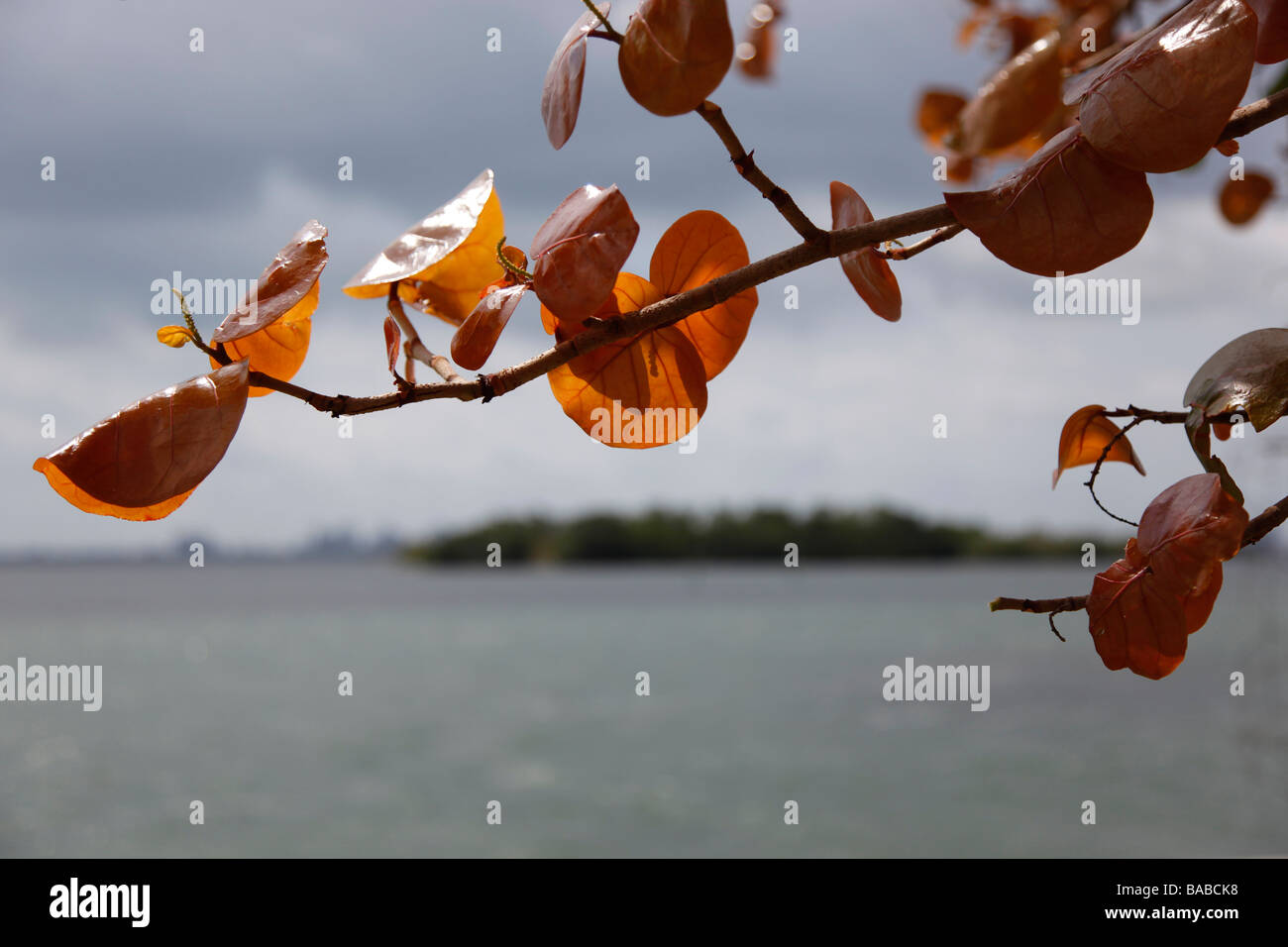 Ansicht mit Sea Grape Ast Blätter braun Himmel Wasser skyline Stockfoto