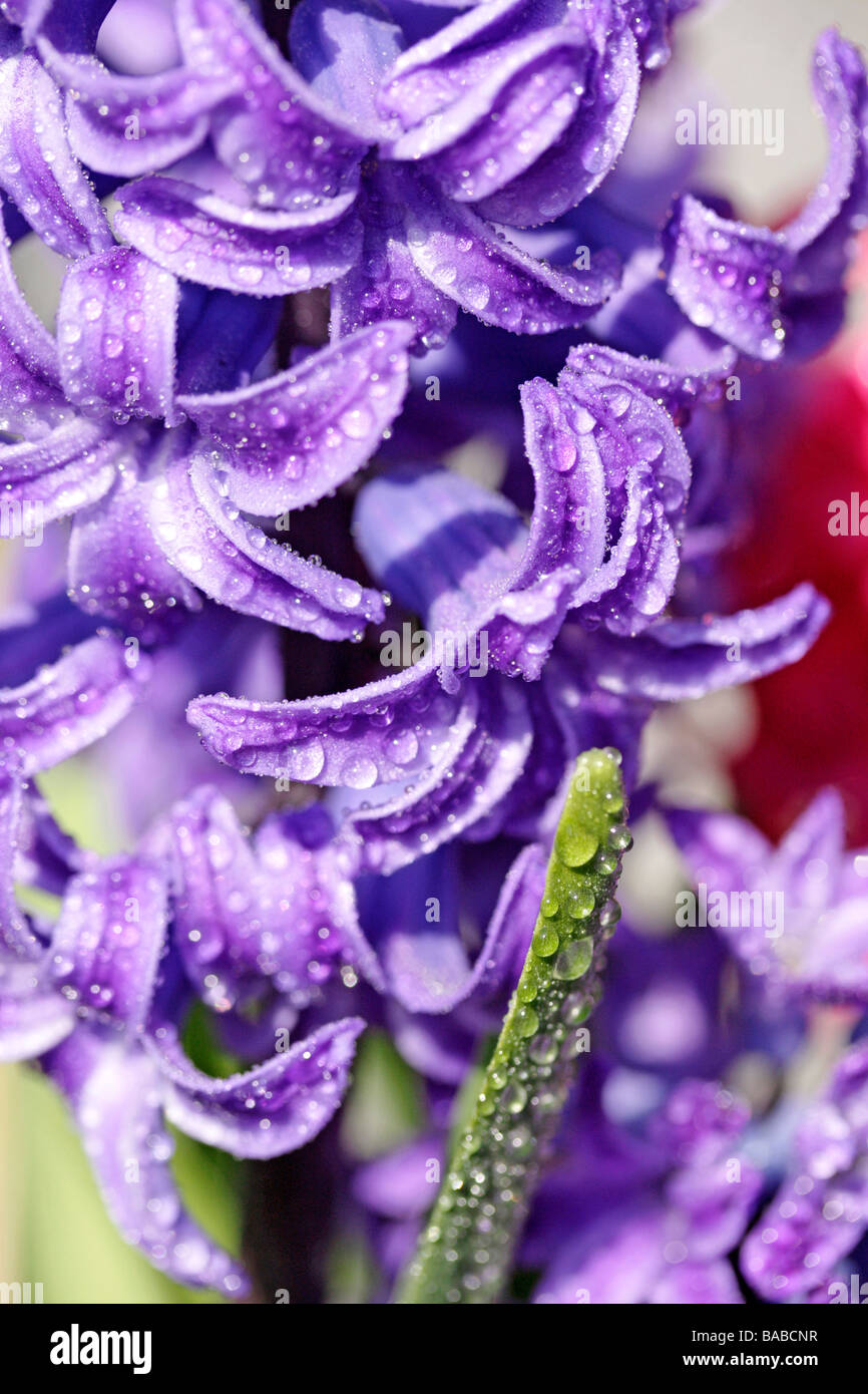 Blaue Hyazinthe Hyacinthus hybr Stockfoto