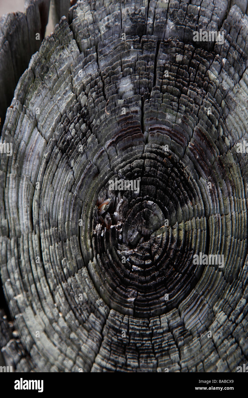 hölzerne Struktur Protokoll mit alten Risse Ringe schneiden Alter Tierwelt Stockfoto
