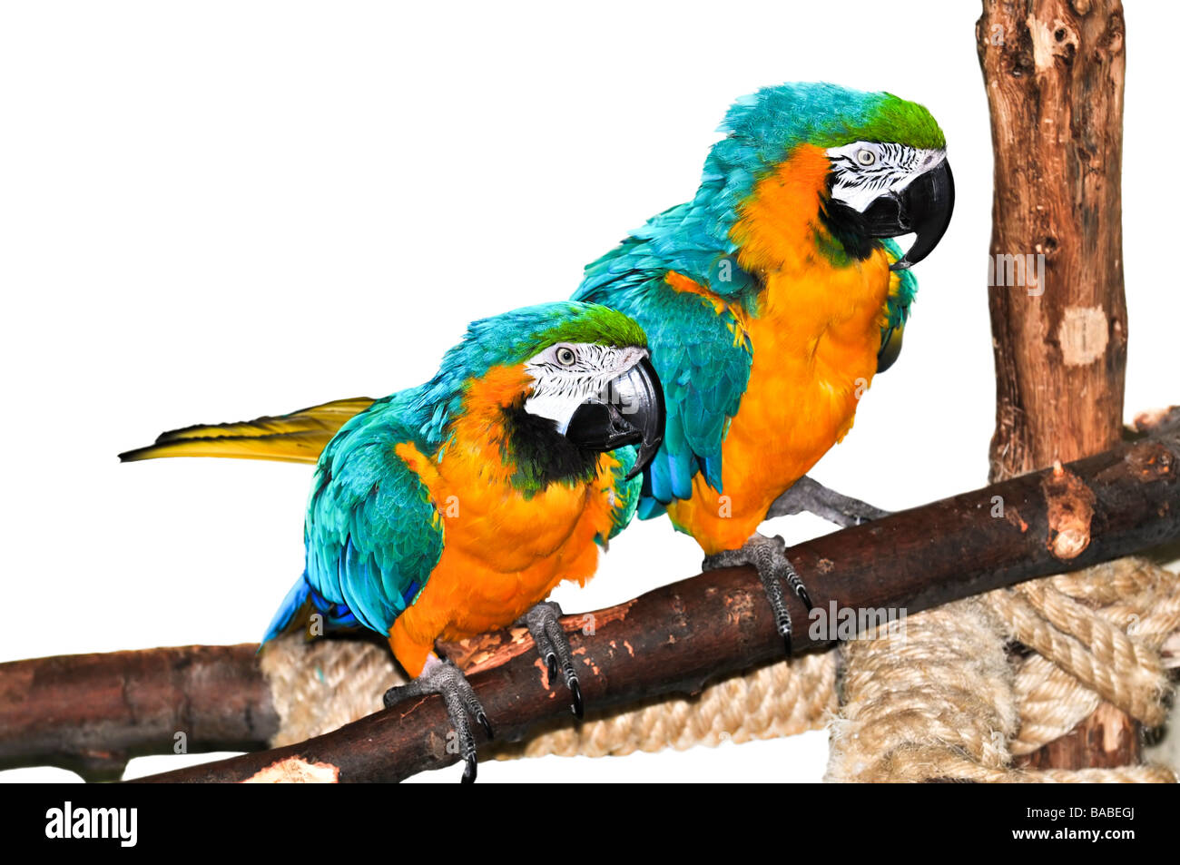 Paar blaue und gelbe Ara Papageien auf Ast Stockfoto