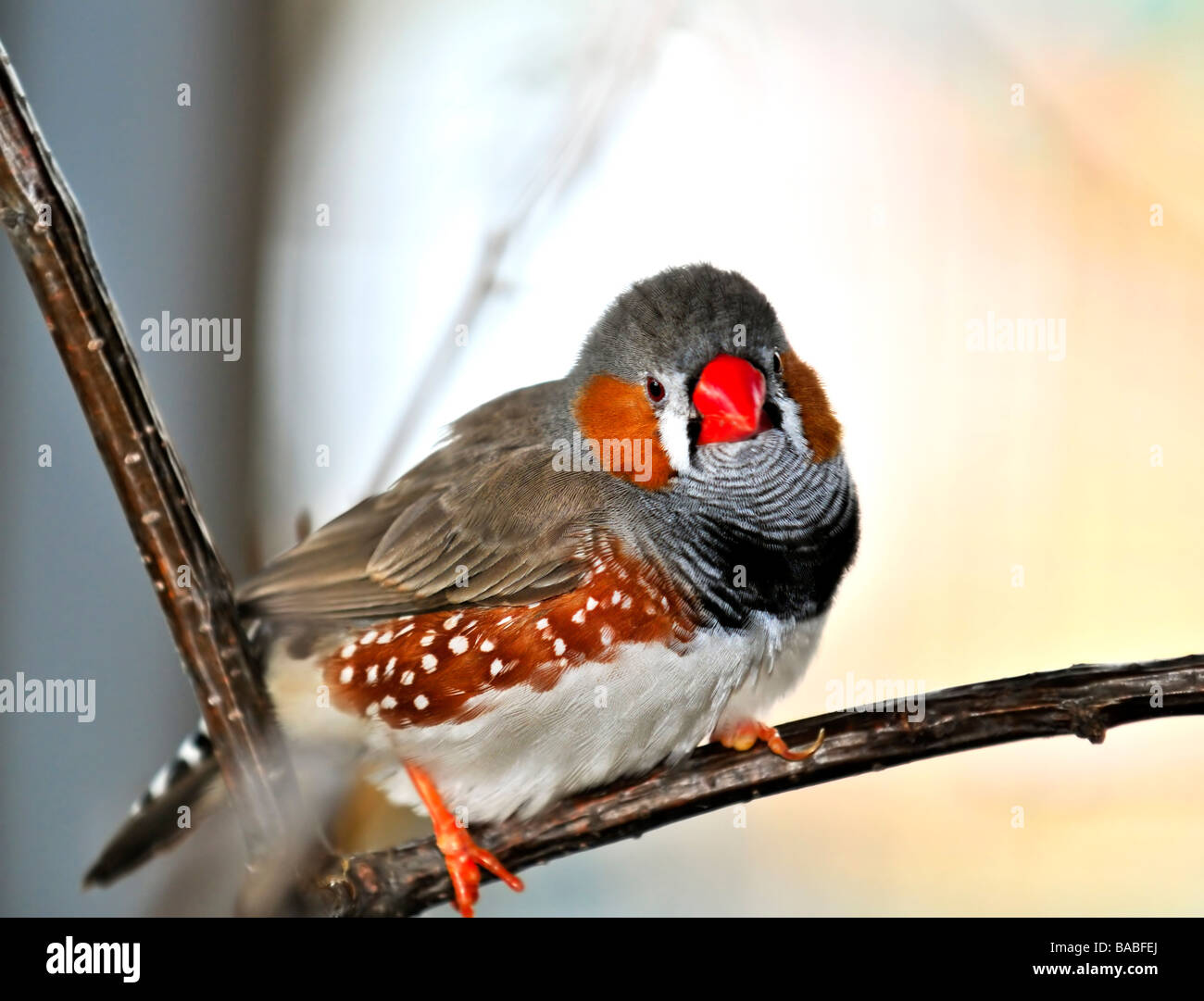 Zebrafinken Taeniopygia Guttata thront auf Zweig Stockfoto