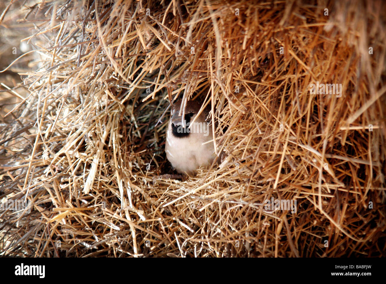 Eine gesellige Webervogel sitzt in seinem Nest im nördlichen Kapprovinz Südafrikas Stockfoto