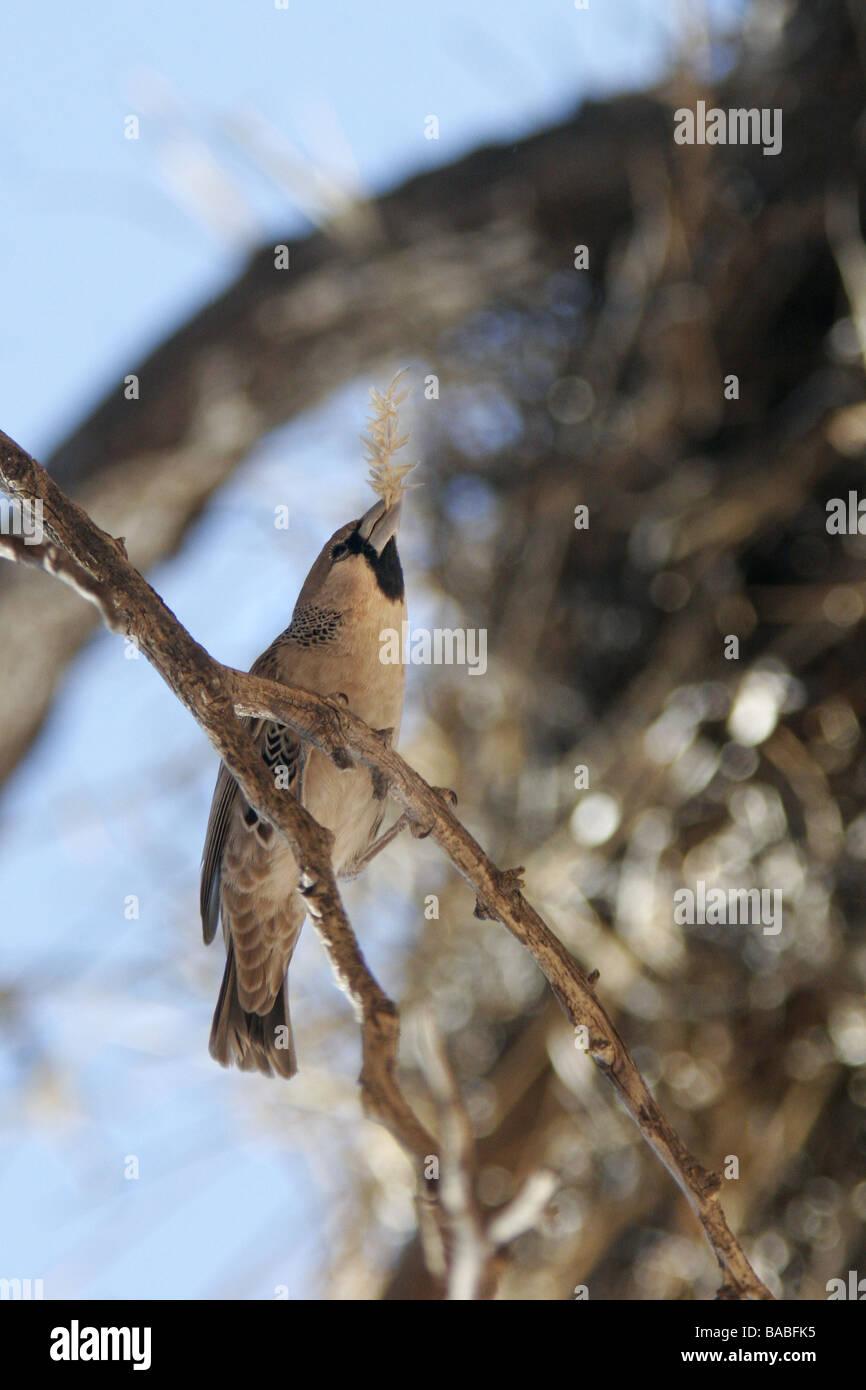 Eine gesellige Webervogel sitzt auf einem Ast mit einem Zweig in seinem Mund auf seinem Weg zum Hinzufügen der kommunalen Nest in Südafrika Stockfoto