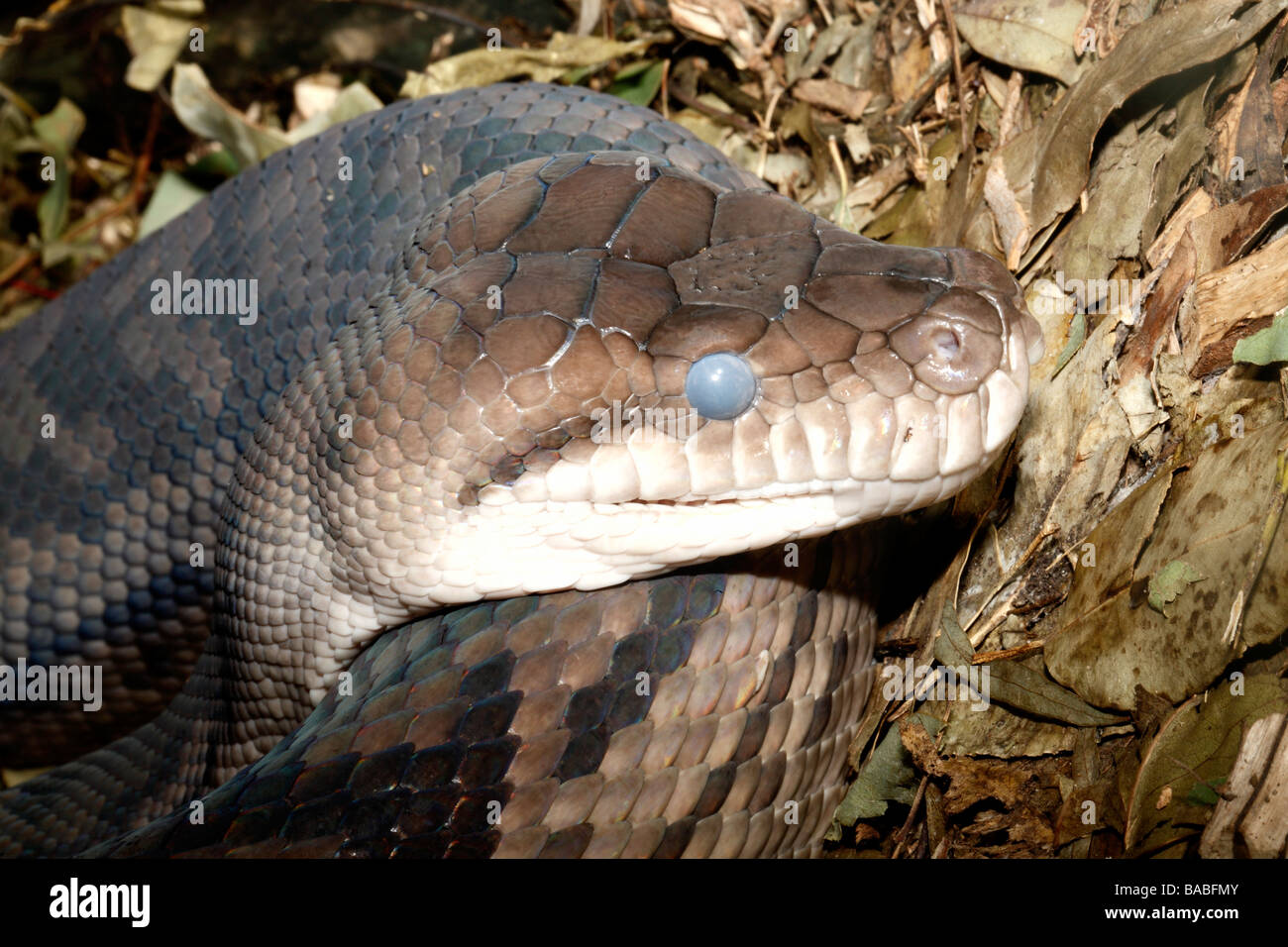 Australische Peeling Python Morelia Amethistina. Dies sind die größte Schlange in Australien gefunden Stockfoto