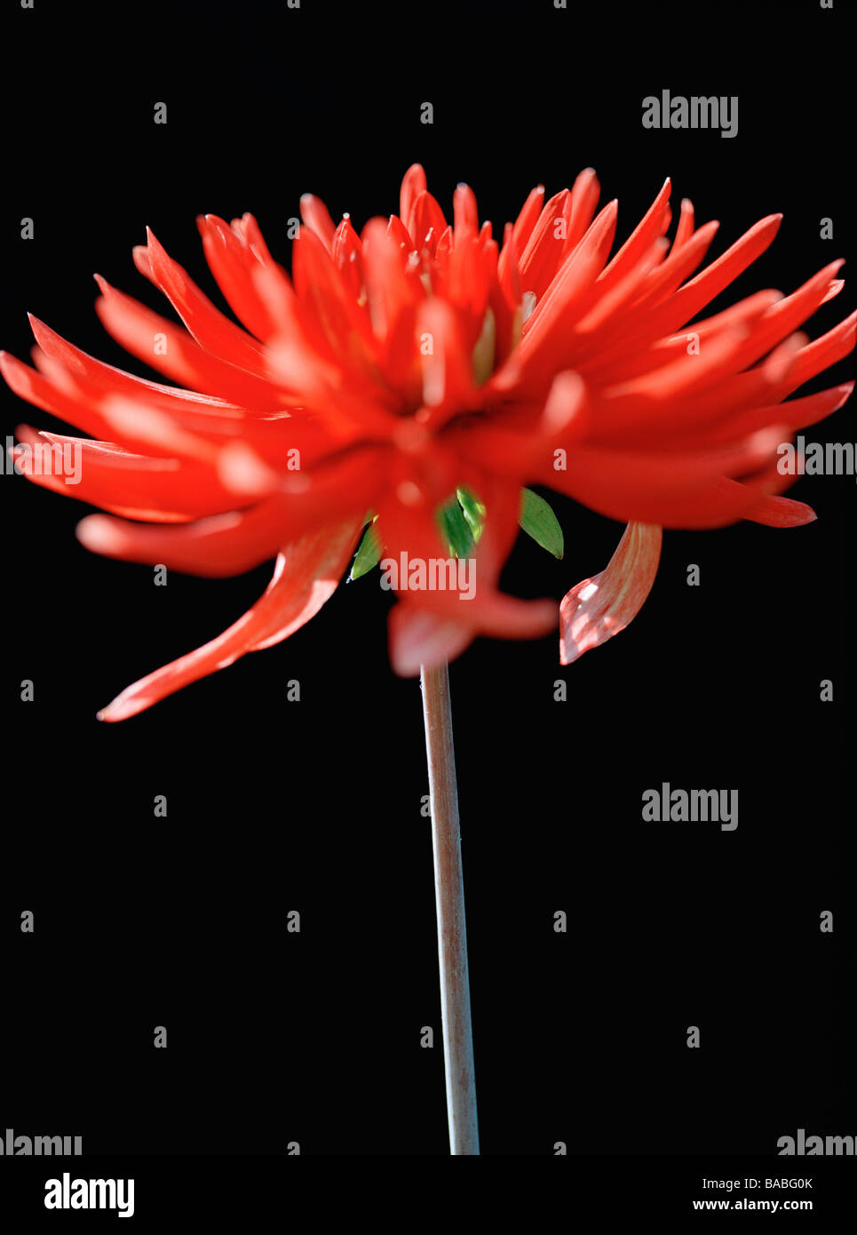 Blumen-Nahaufnahme Stockfoto
