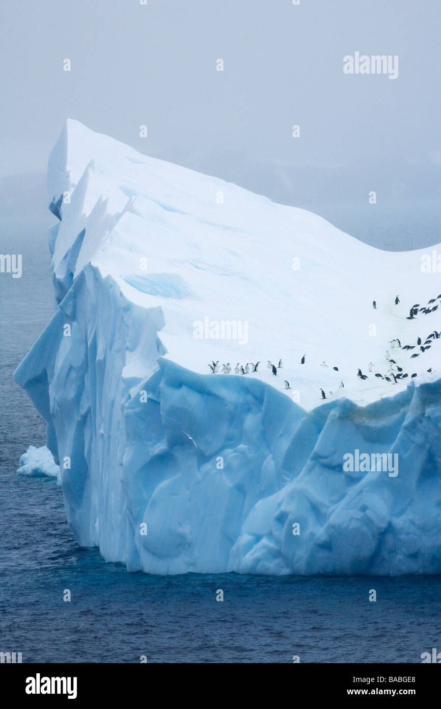 Kinnriemen Pinguine Pygoscelis Antarctica auf blauen Eisberg südlichen Ozean Antarktis Stockfoto