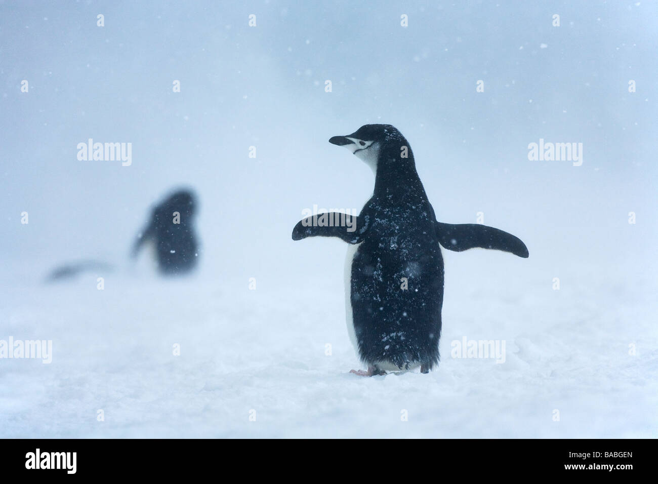 Kinnriemen Pinguine Pygoscelis Antarctica im Schneesturm Süd-Orkney-Inseln der Antarktis Stockfoto