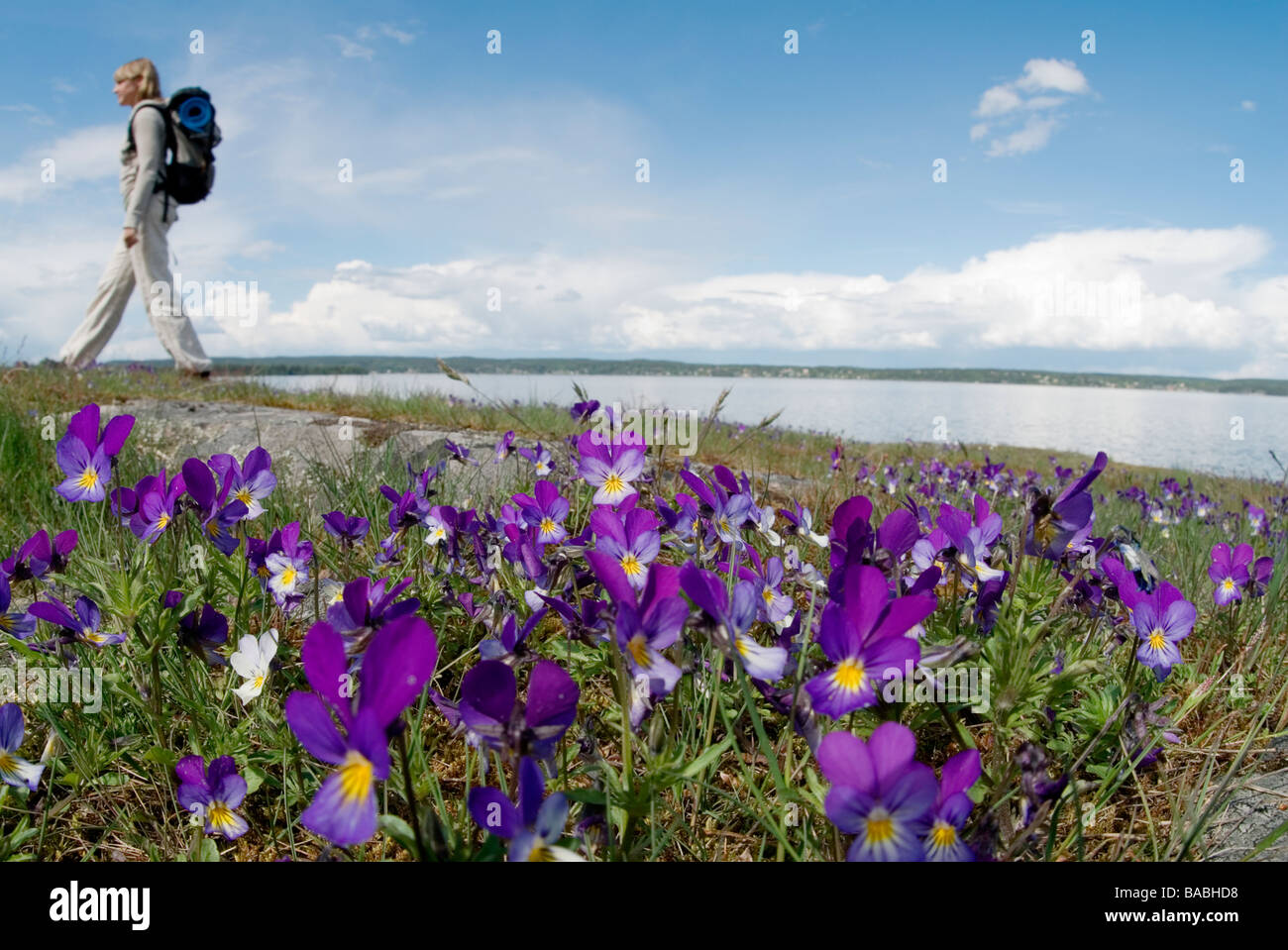 Wanderer zwischen Blumen Schweden Stockfoto
