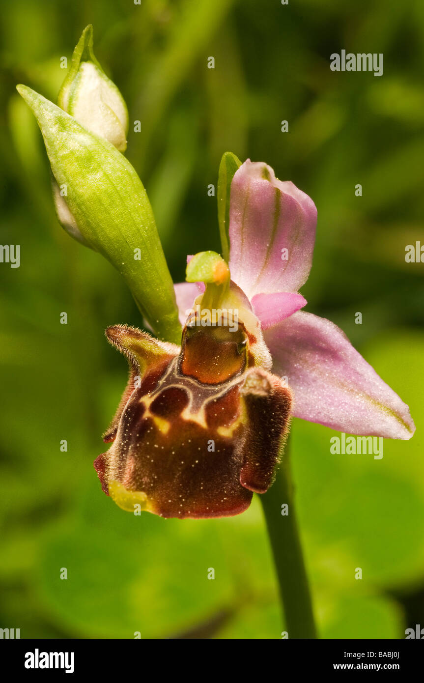 Biene Orchidee, Ophrys Scolopax Mugla Türkei April 2009 Stockfoto