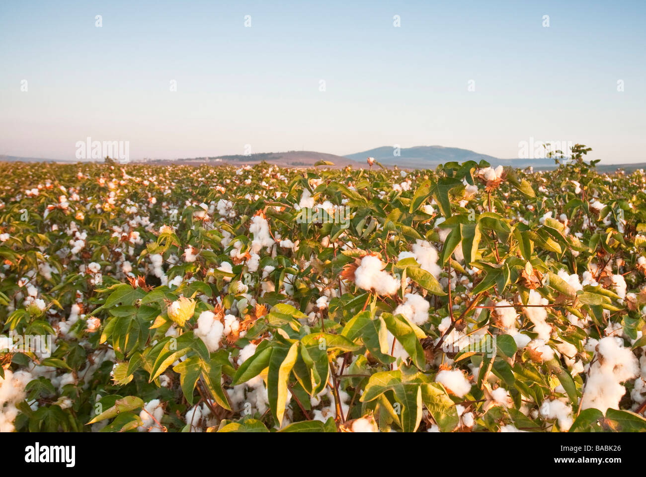 Cotton fields israel Fotos und Bildmaterial in hoher Auflösung Alamy