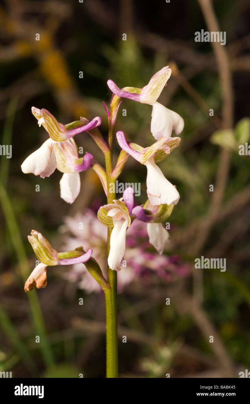 Wild Orhid, Orchis Anatolica, Kas Antalya Türkei April 2009 Stockfoto