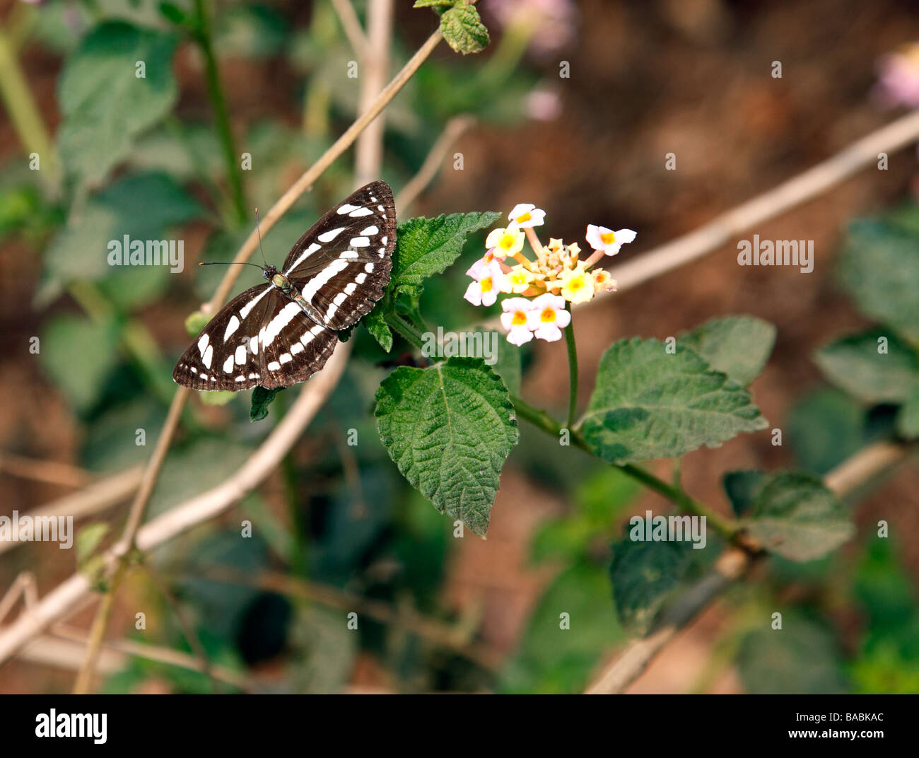 Schwarz und weiß gestreiften Schmetterling auf einem Blatt Stockfoto