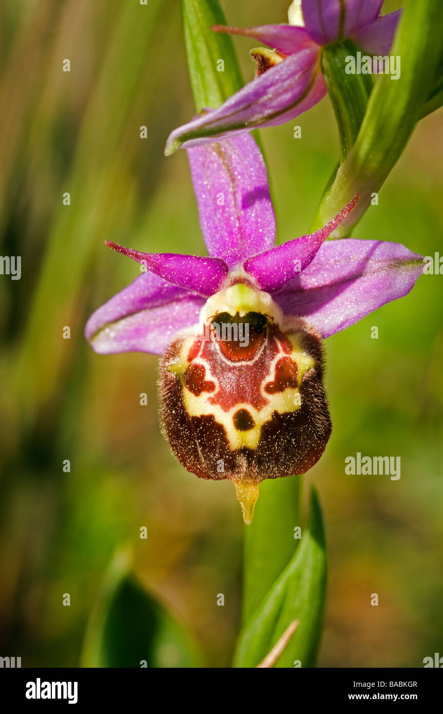Biene-Orchideen, Orchis Scolopax Mugla Türkei April 2009 Stockfoto