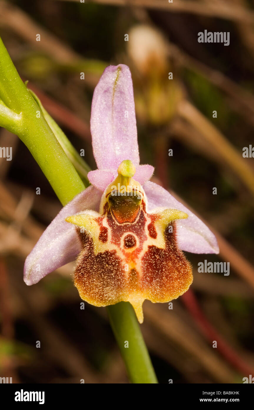 Biene Orchideen, Orchis Scolopax., Mugla Türkei April 2009 Stockfoto