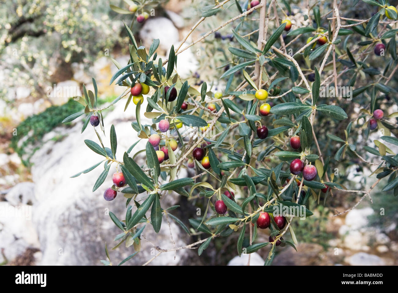 Schwarze Oliven Reifen am Baum in der Region Axarquia von Spanien Stockfoto