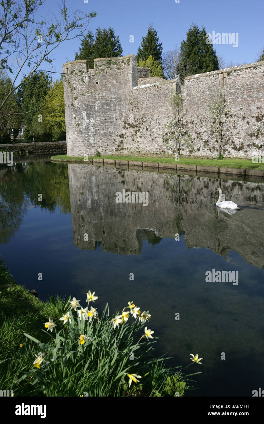 Stadt der Brunnen, England. Schönen sonnigen Blick auf ein Schwan im Graben an der Süd-West-Turm der Bischofspalast Wände in Brunnen. Stockfoto