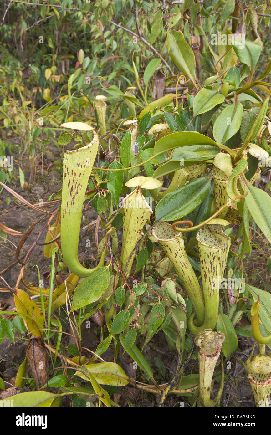 Kannenpflanze Nepenthes Stenophylla Kinabalu Nat Park Sabah Borneo Malaysia Stockfoto