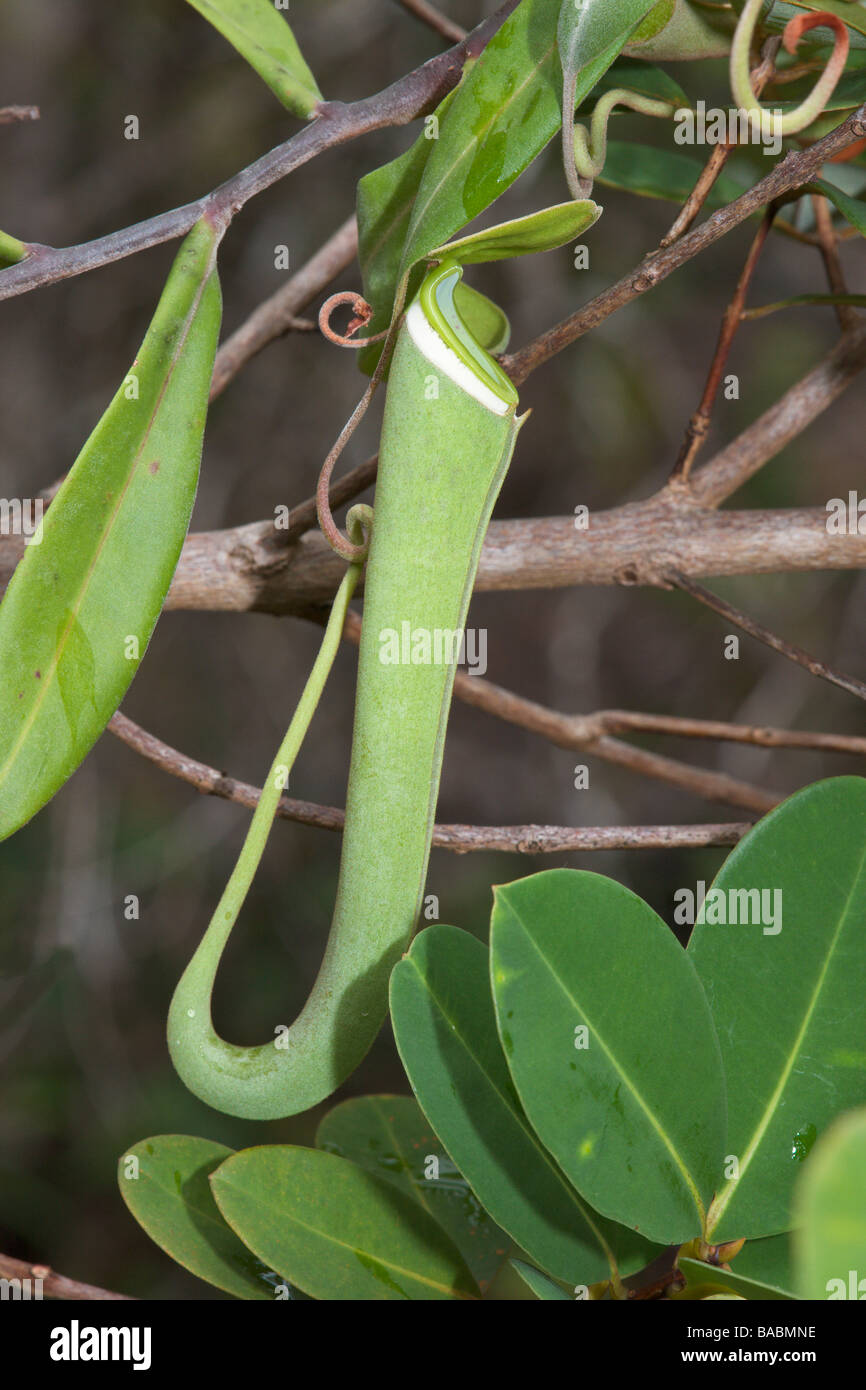 Kannenpflanze Nepenthes Gracilis Bako Sarawak Borneo Malaysia Stockfoto