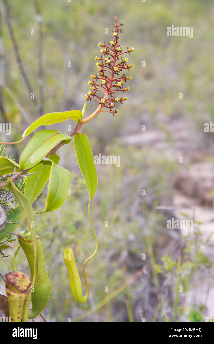 Kannenpflanze Nepenthes Gracilis Kannen und Blütenstand Bako Sarawak Borneo Malaysia Stockfoto