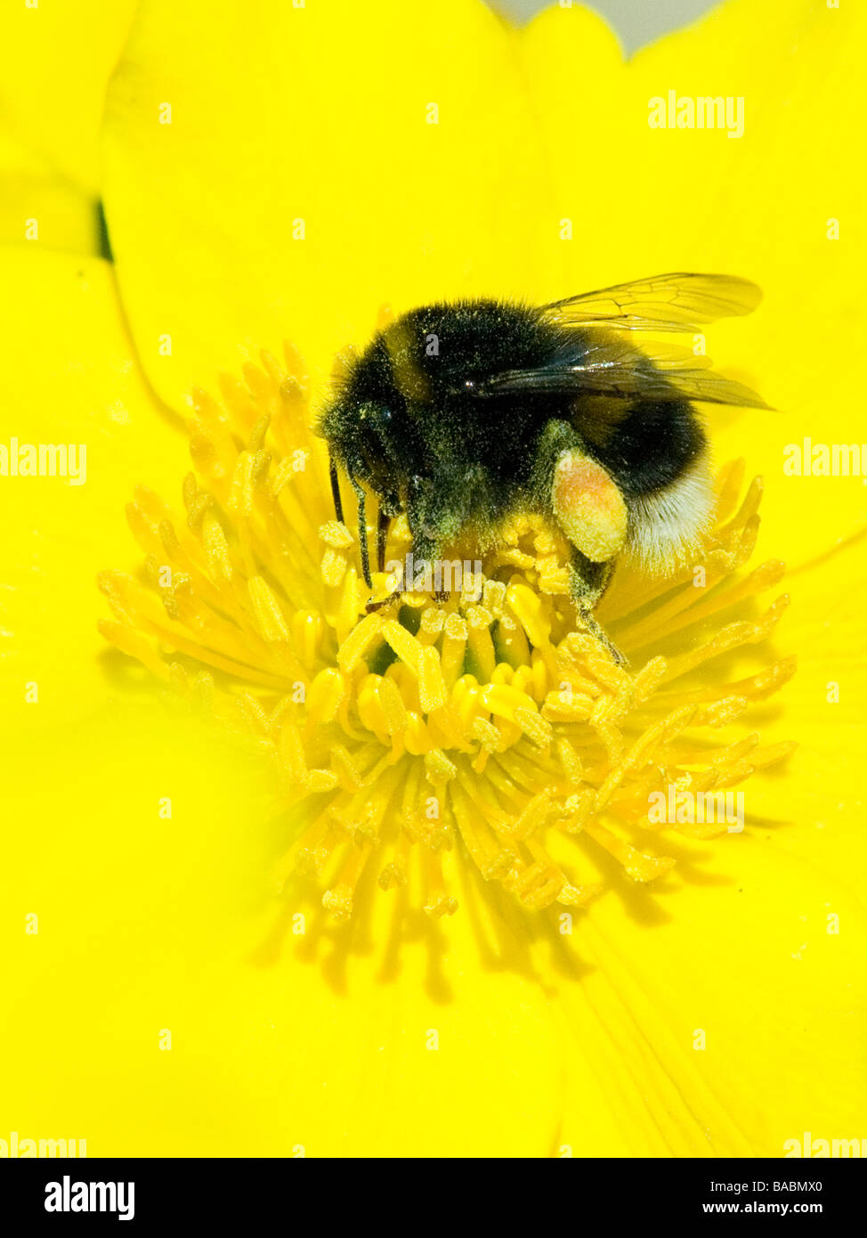 Eine Hummel, sammeln von Pollen von einer Blume gelb Marsh marigold Stockfoto