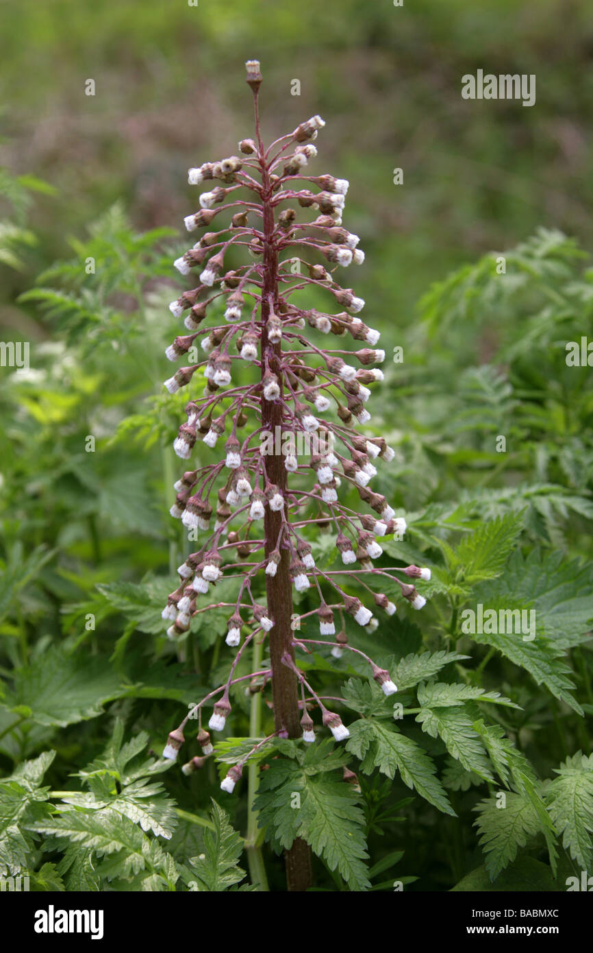 Gemeinsamen Pestwurz, Petasites Hybridus, Asteraceae Stockfoto