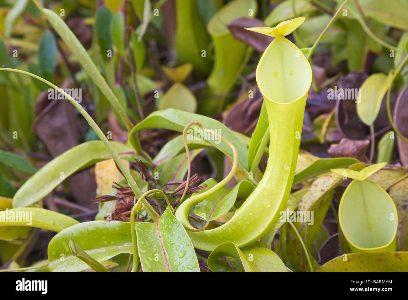 Kannenpflanze Nepenthes Reinwardtiana Kinabalu Nat Park Sabah Borneo Malaysia Stockfoto