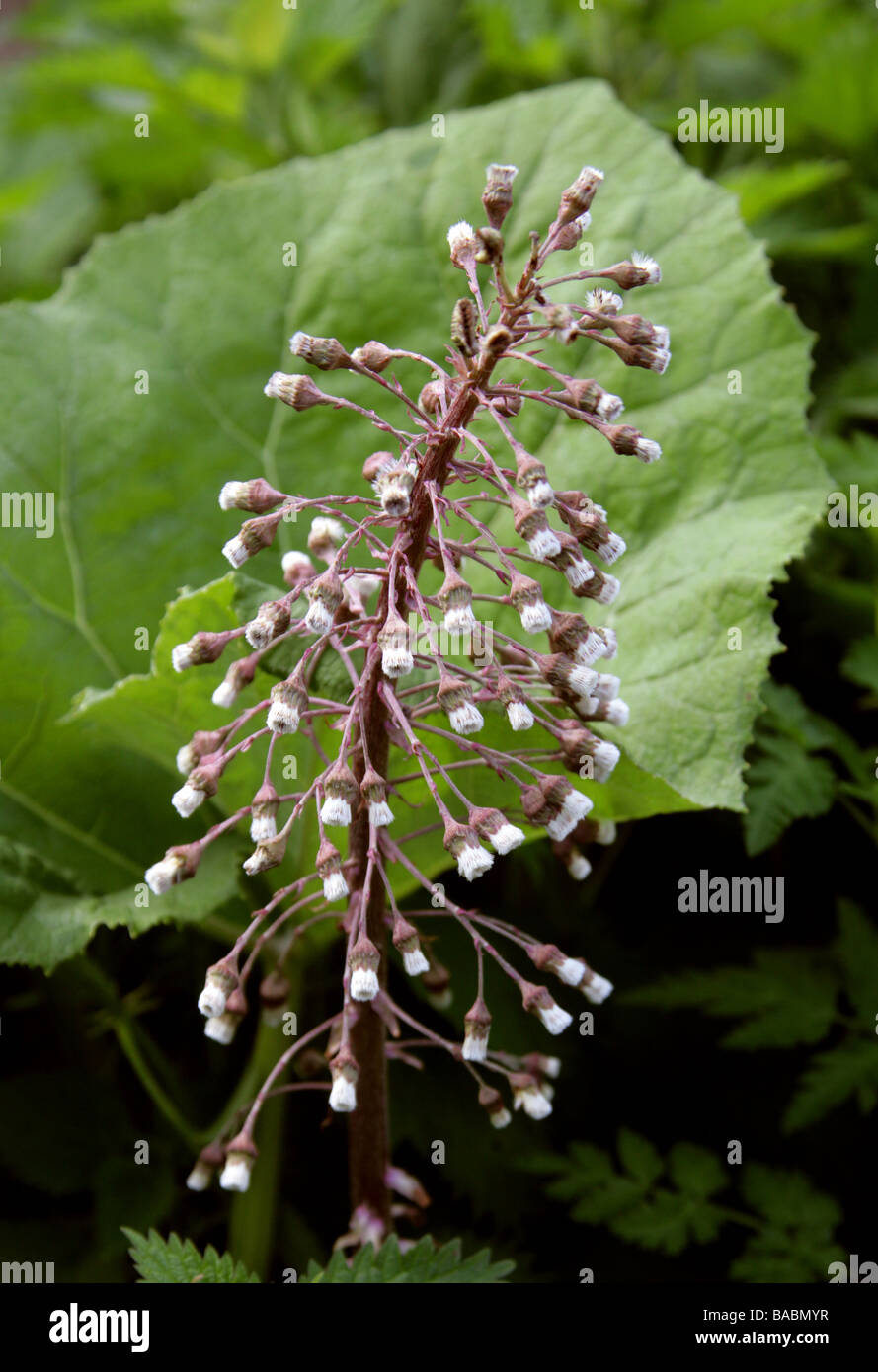 Gemeinsamen Pestwurz, Petasites Hybridus, Asteraceae Stockfoto