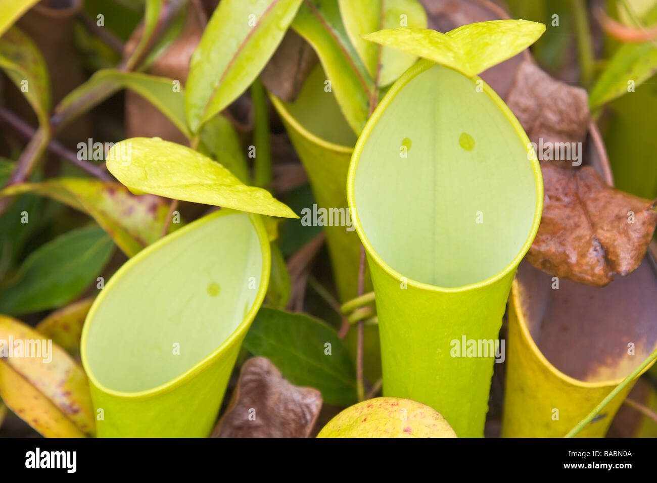 Kannenpflanze Nepenthes Reinwardtiana Kinabalu Nat Park Sabah Borneo Malaysia Stockfoto