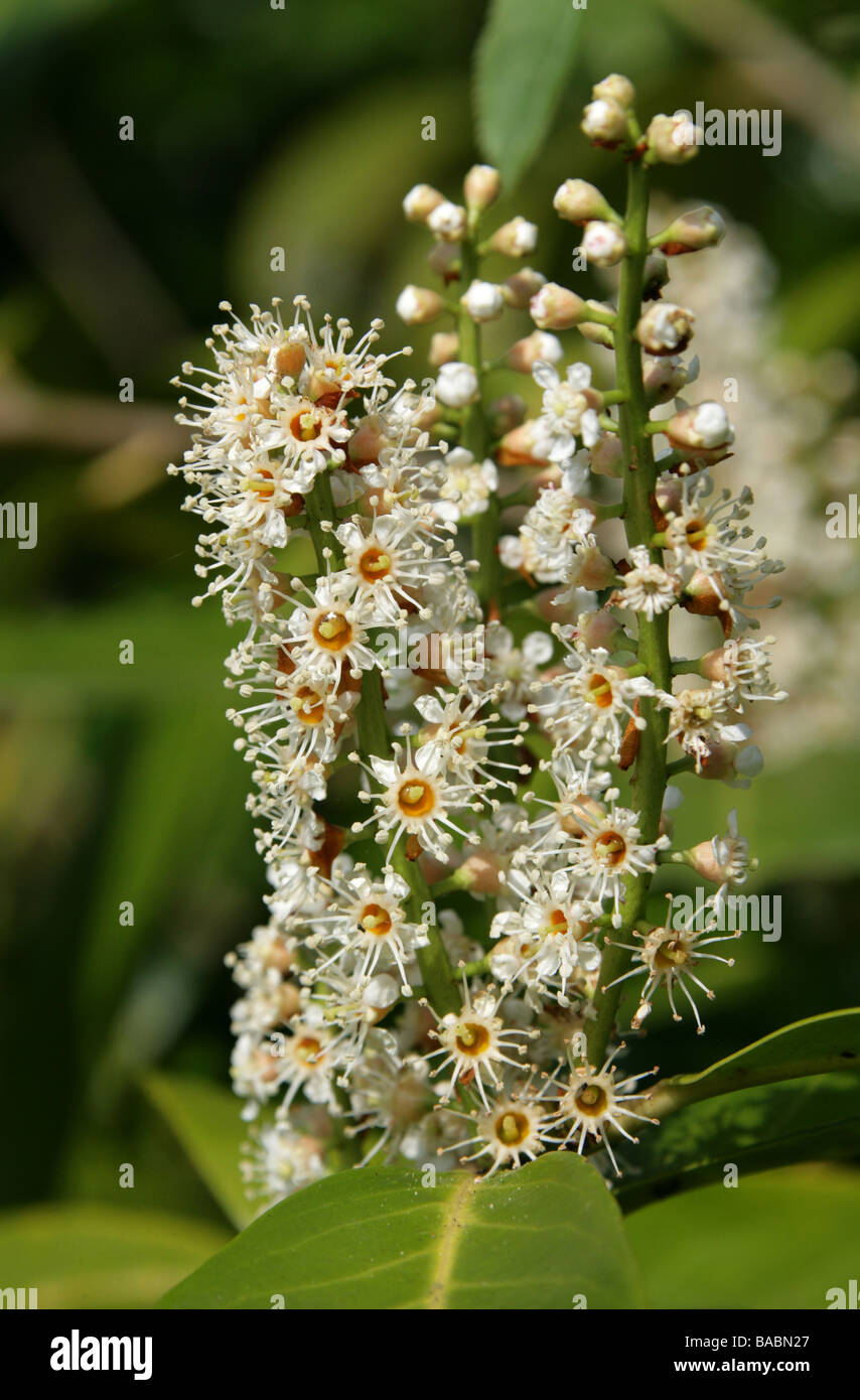 Kirschlorbeer oder Englisch Laurel, Prunus Laurocerasus, Rosengewächse Stockfoto