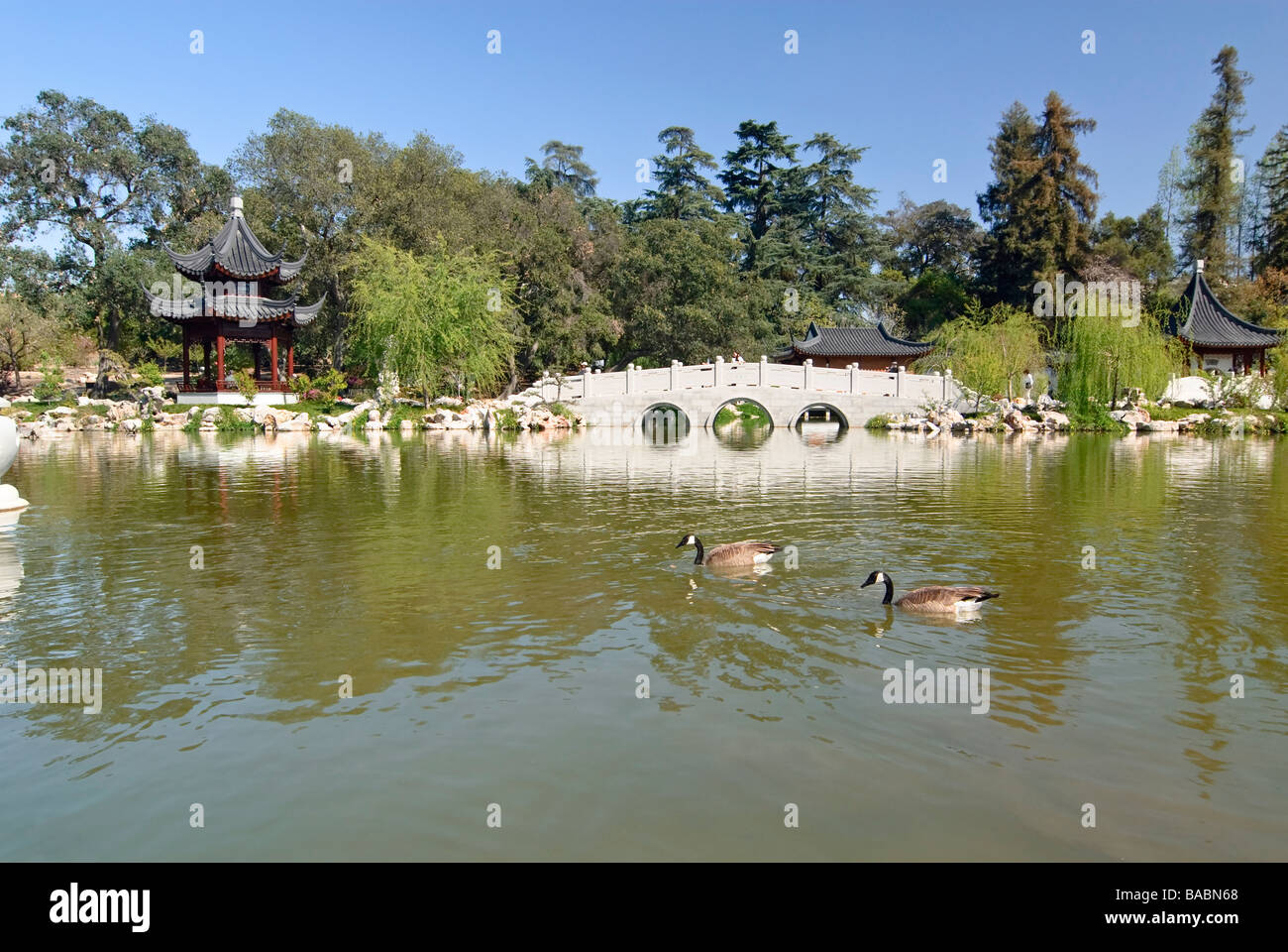 Chinesischer Garten mit Steinbrücke, Pagode und zwei Gänse schwimmen Stockfoto