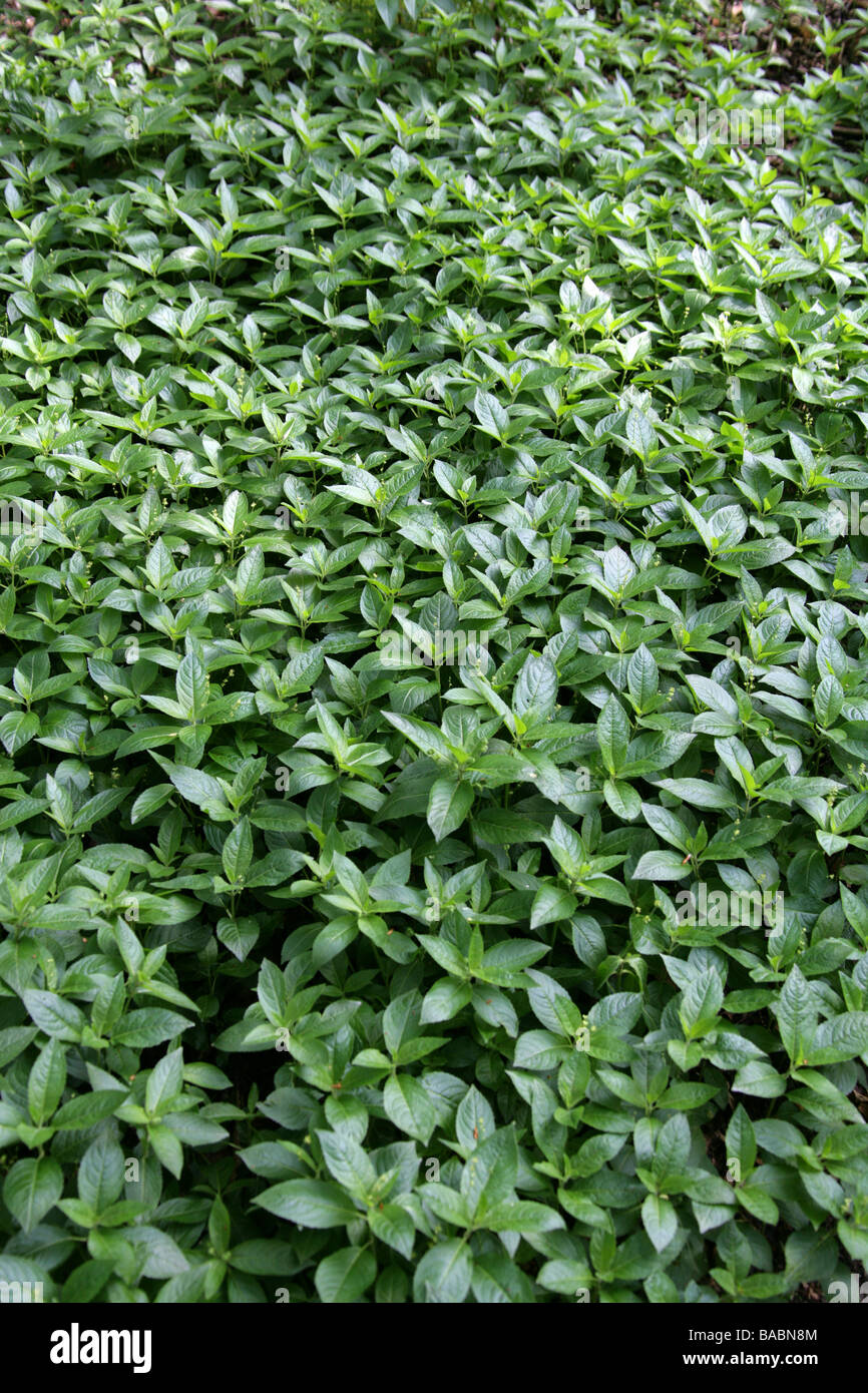 Kleines Springkraut, Impatiens Parviflora, Balsaminaceae Stockfoto