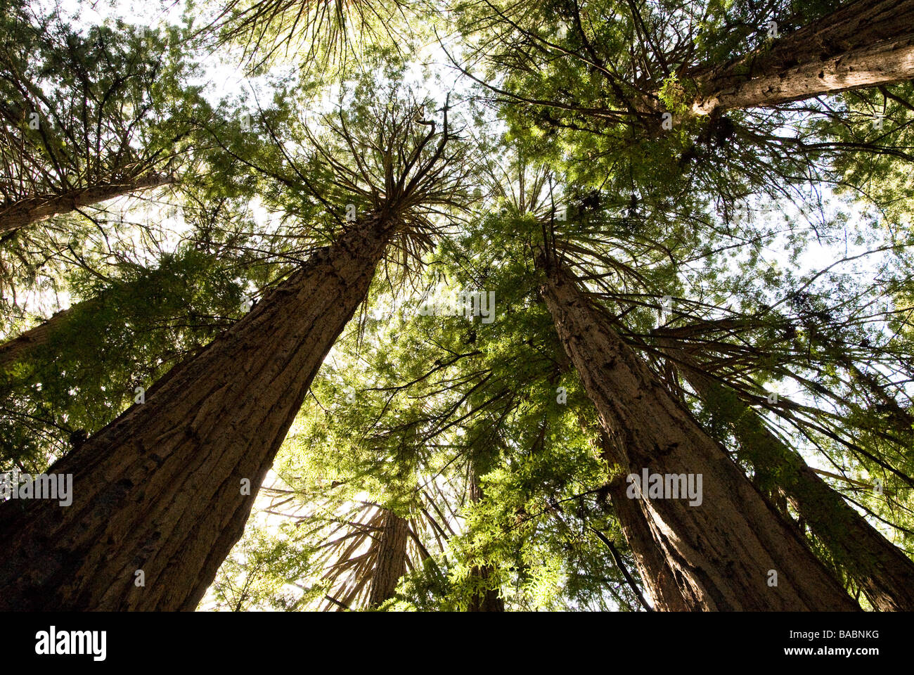 Sequoia Wald in Kalifornien Stockfoto