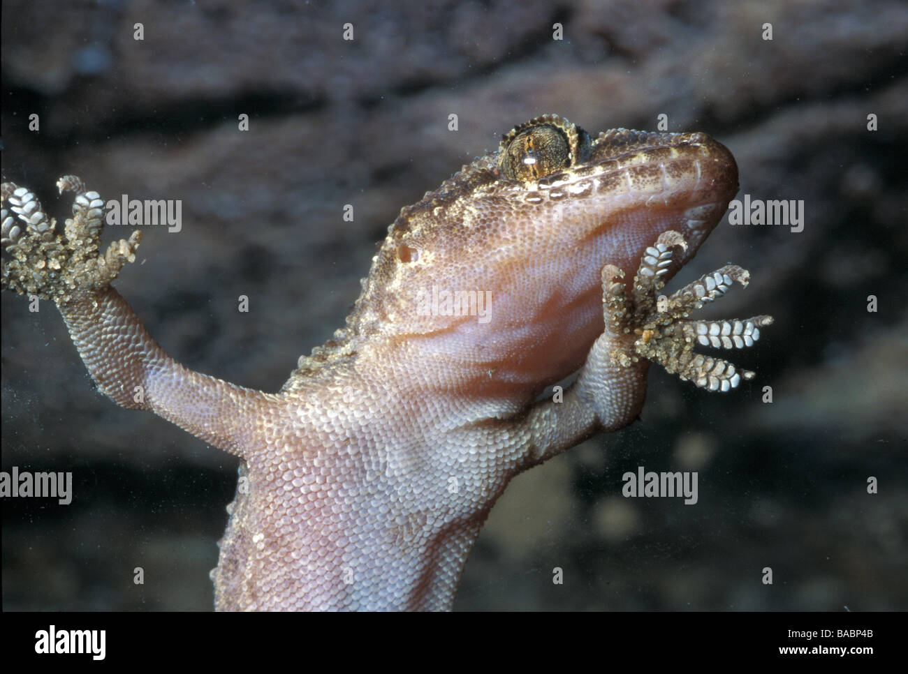 Mittelmeer Gecko Hemidactylus Turcicus, Geckos, Italien Stockfoto