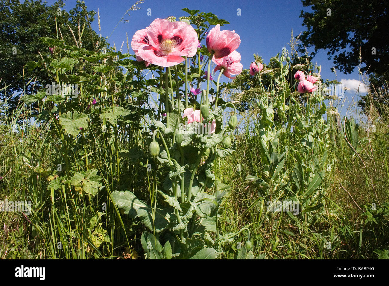 rosa blühender Mohn wächst auf Mais-Feld Streifen Essex Stockfoto