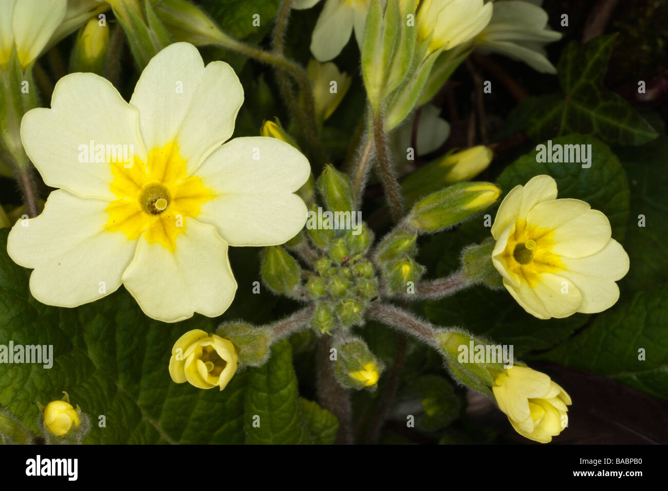 2009 eingebürgerten primula Stockfoto