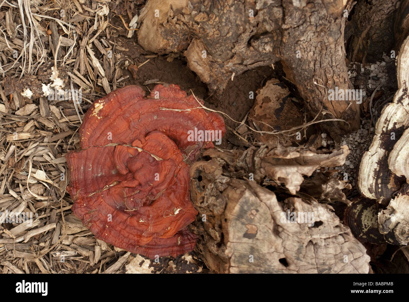 Ein roter Pilz wächst am Fuße der faulenden Baumstumpf Stockfoto