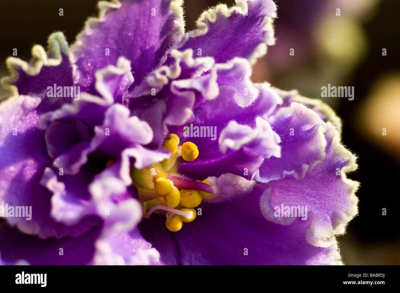 African Violet (Saintpaulia Ionantha) Nahaufnahme Stockfoto