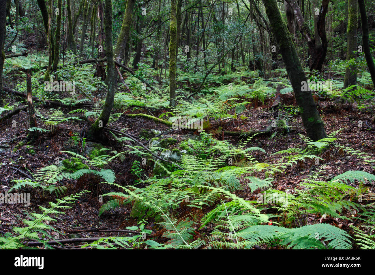 Laurisilva oder Laurel Wald auf La Gomera, Kanarische Inseln, Spanien Stockfoto