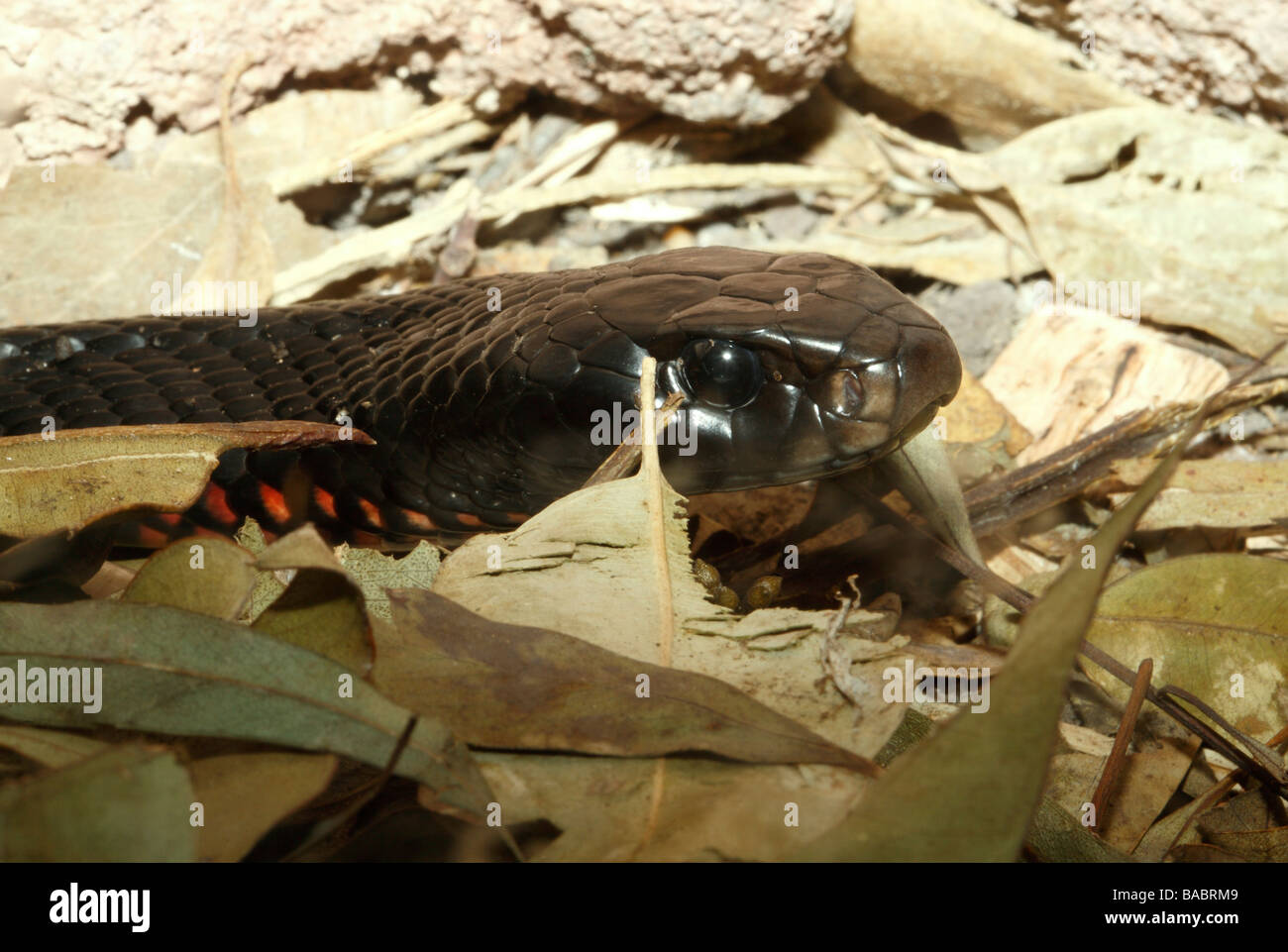 Red Bellied Black Snake, Pseudechis Porphyriacus ist eine australische Giftschlange und wird oft als eine schwarze Schlange. Stockfoto