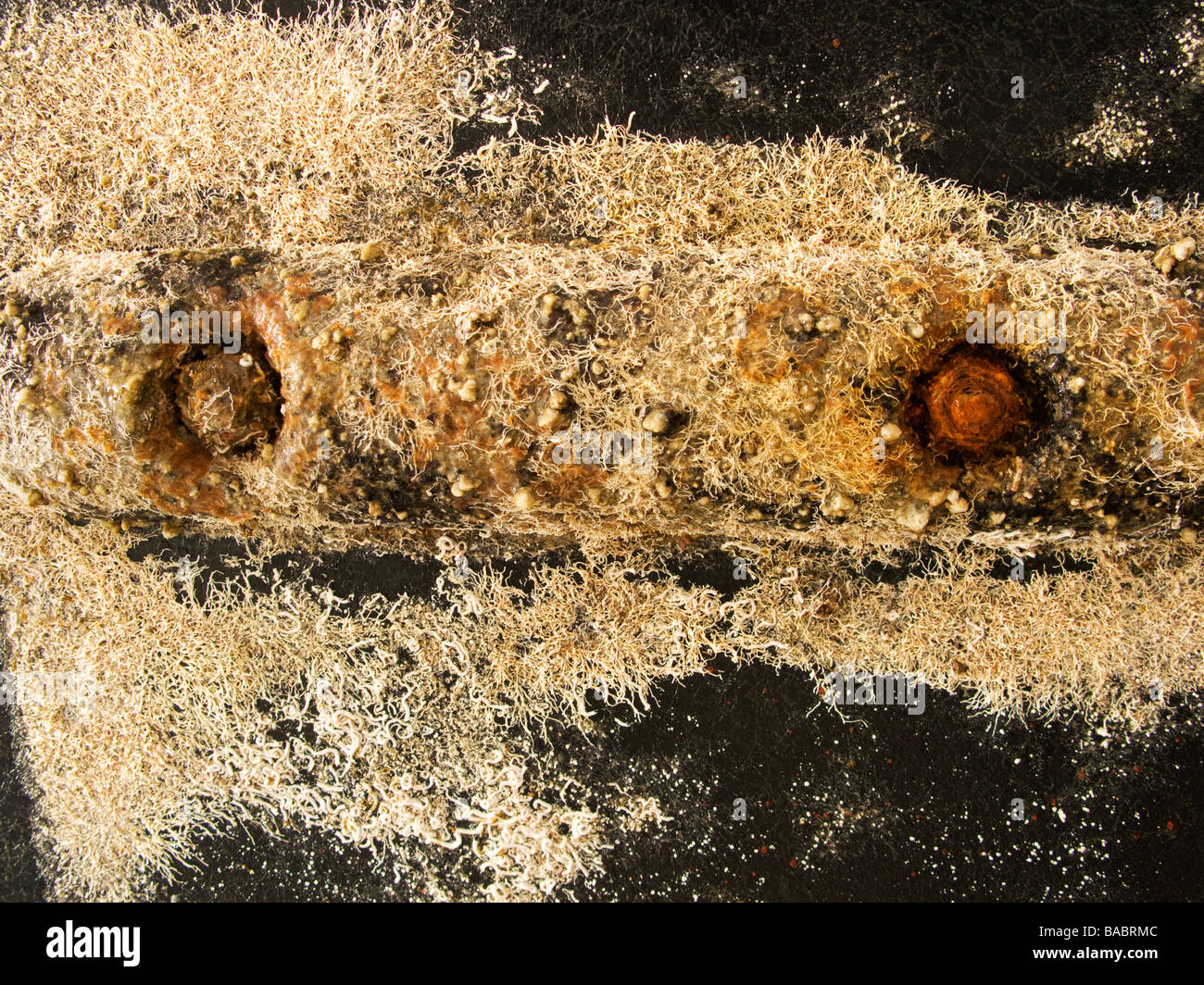 korrodierte Schraube Platte Zinkanode Stockfoto